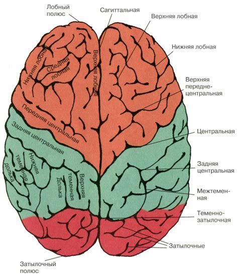 Головной мозг (2022)